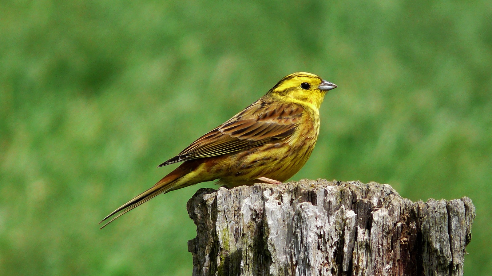 Zum Vogelkonzert auf dem Mäuseberg