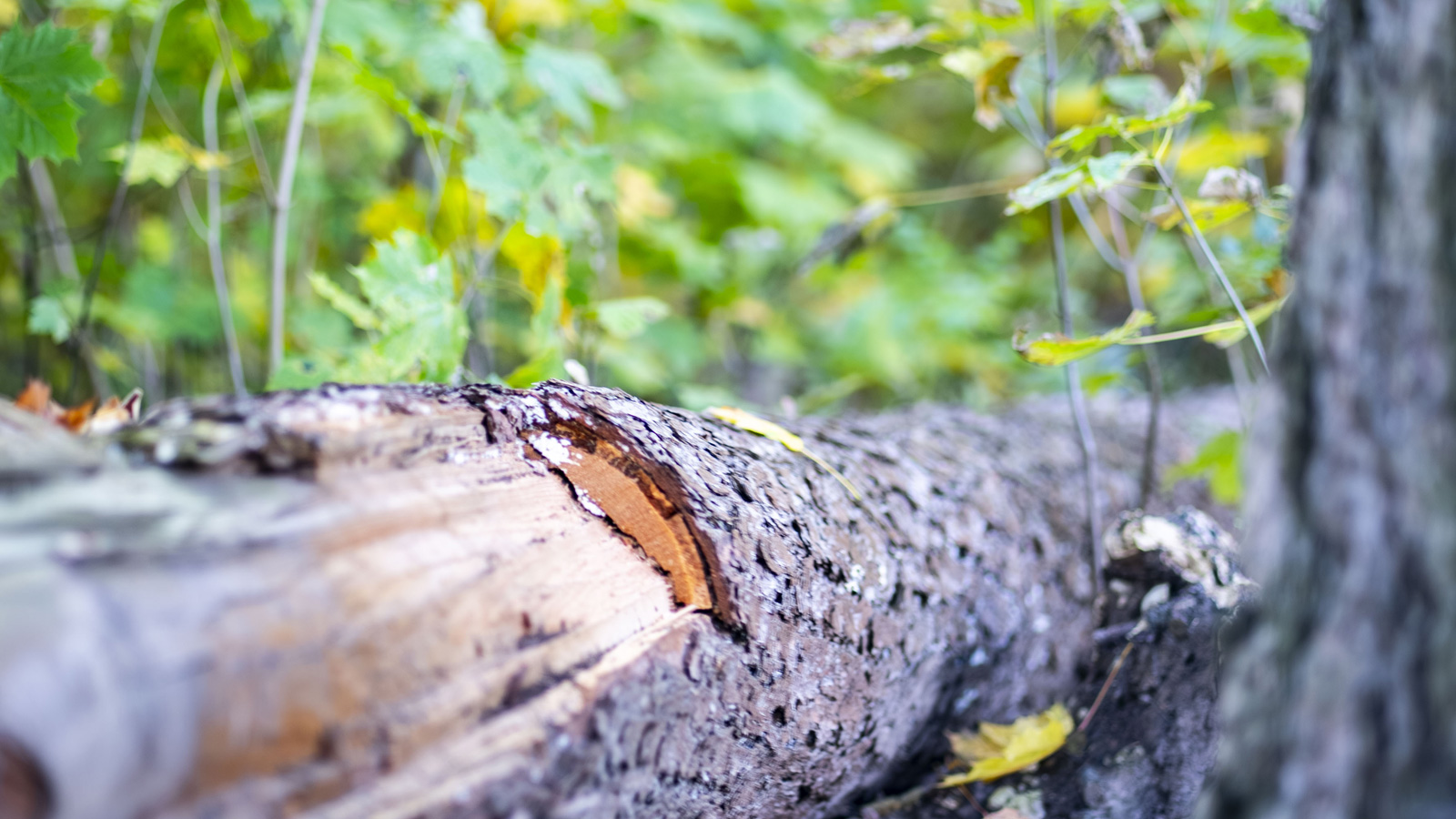 WMT lädt zur Naturführung „Knabenkräuter in der Frühlingssonne“ im Mittelwald ein