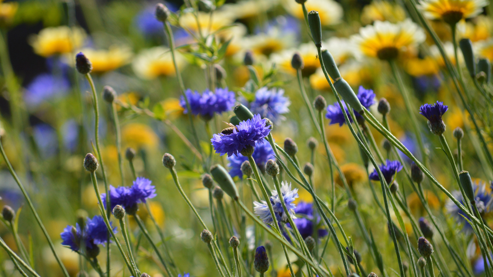 Landkreis Northeim beteiligt sich am „Mähfreien Mai“: Mehr Lebensraum für Insekten auf 35.000 Quadratmetern