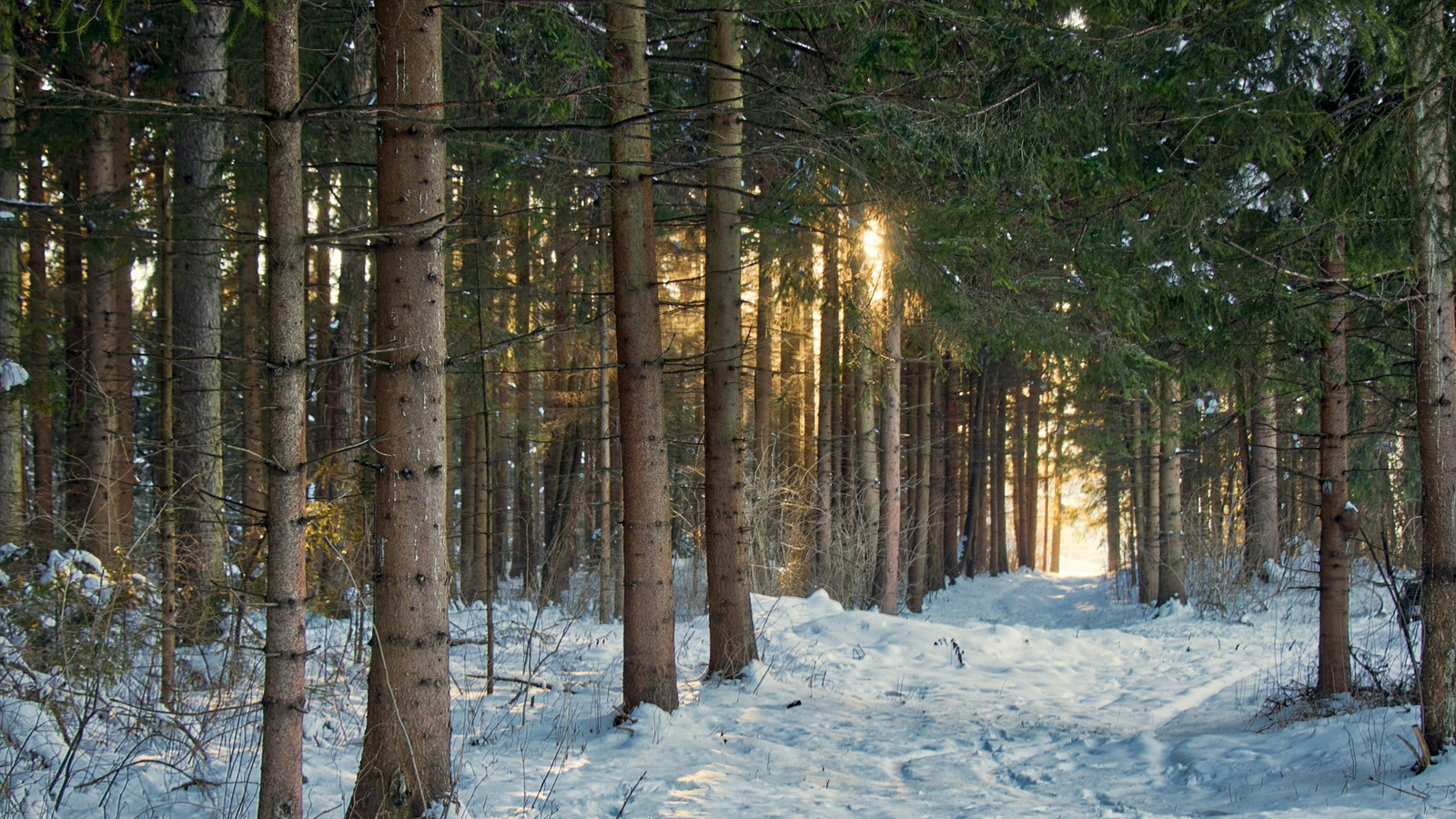 BSG Northeim lädt Mitglieder und Gäste zur Winterwanderung mit anschließendem Essen ein