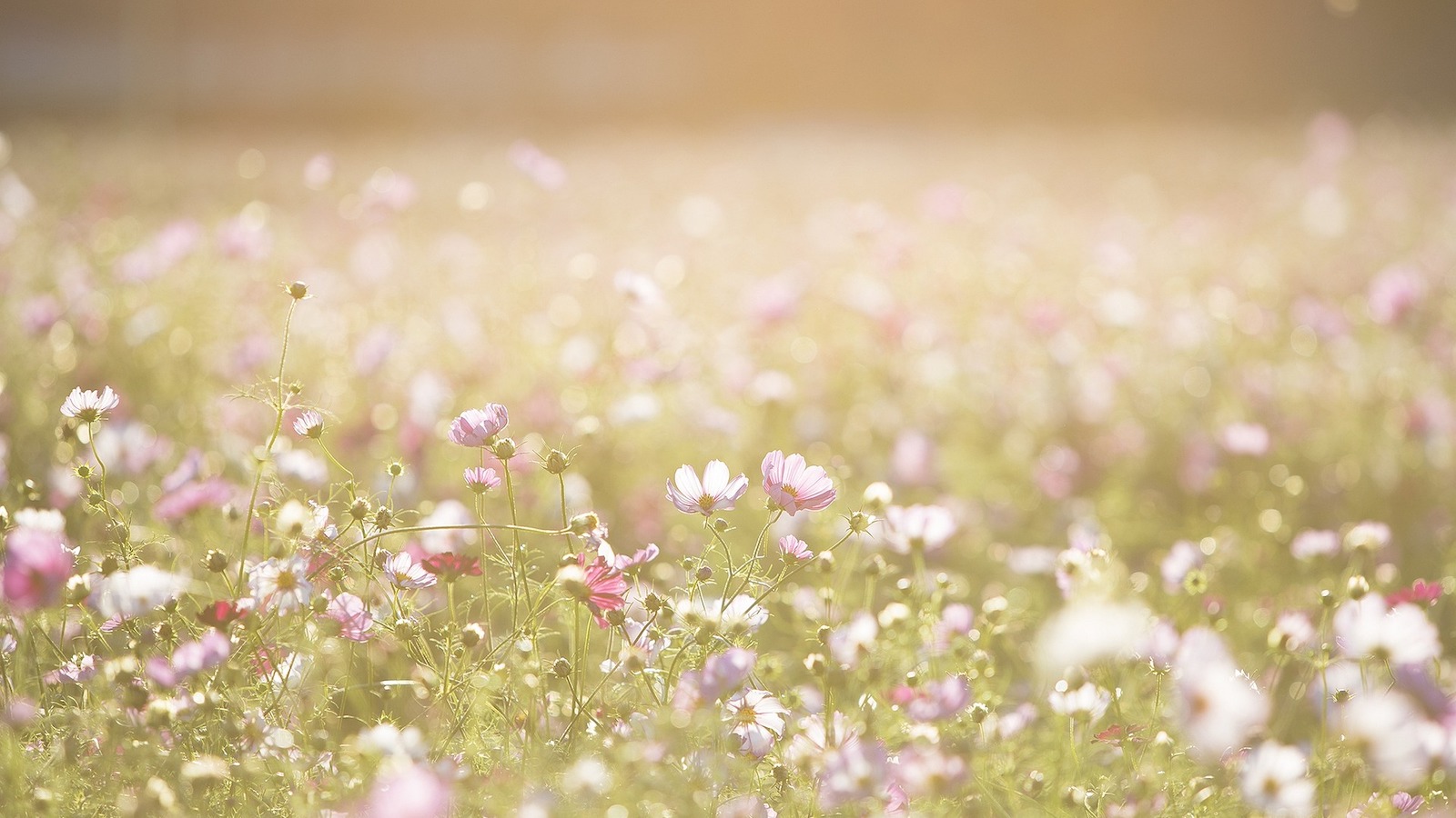 Was der dritte RROP-Entwurf bedeutet und wie sich Bürger beteiligen können